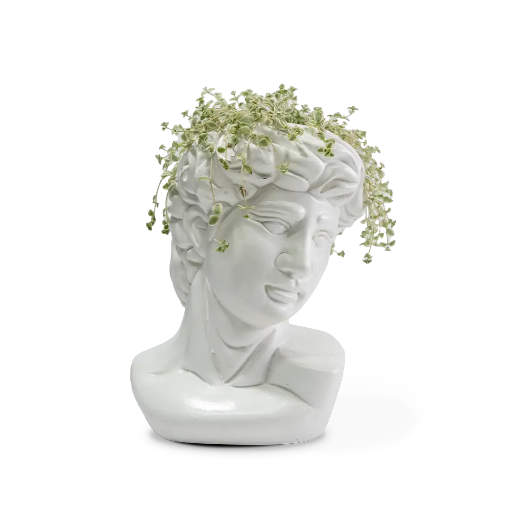 Crasulla de david