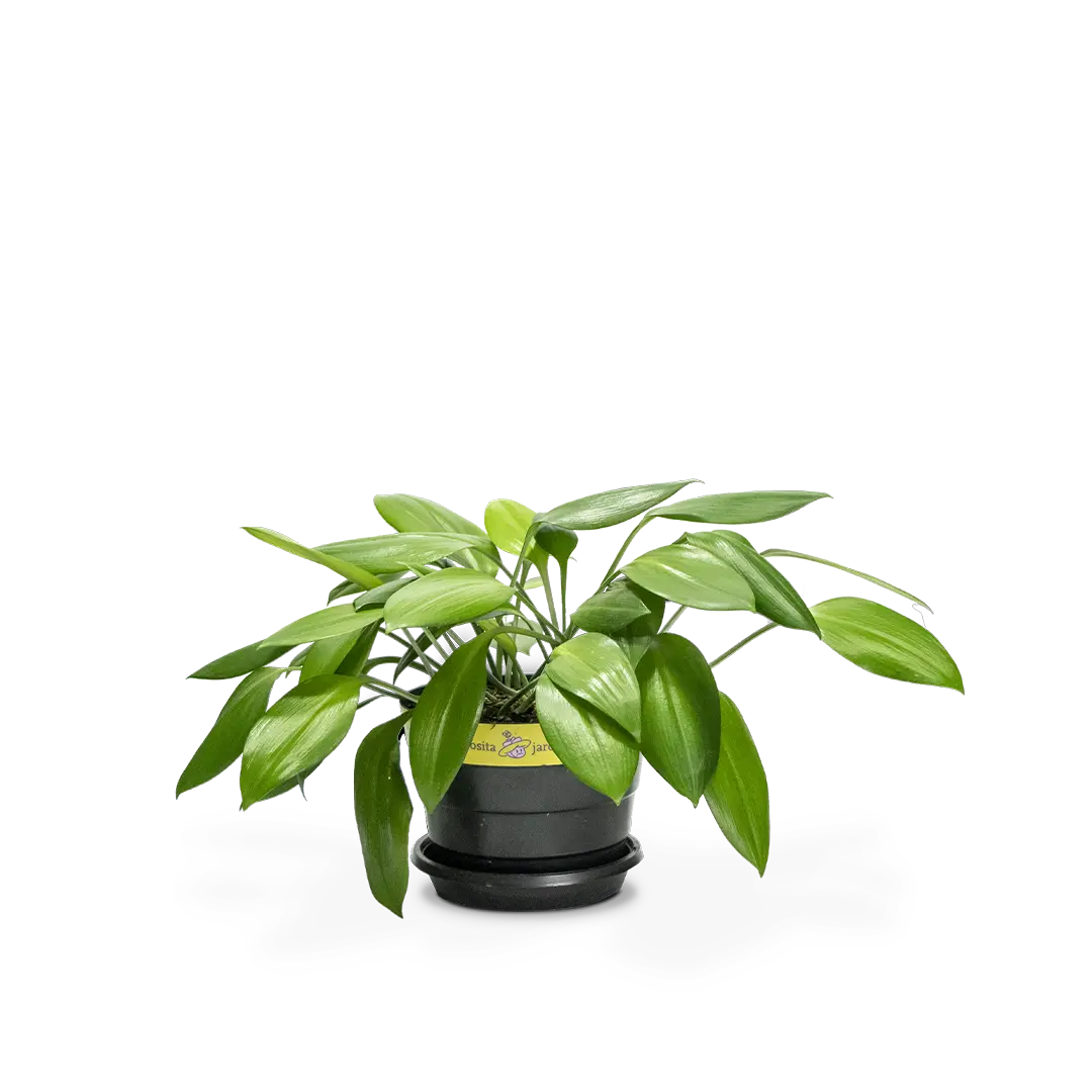 Lirio del amazonas
