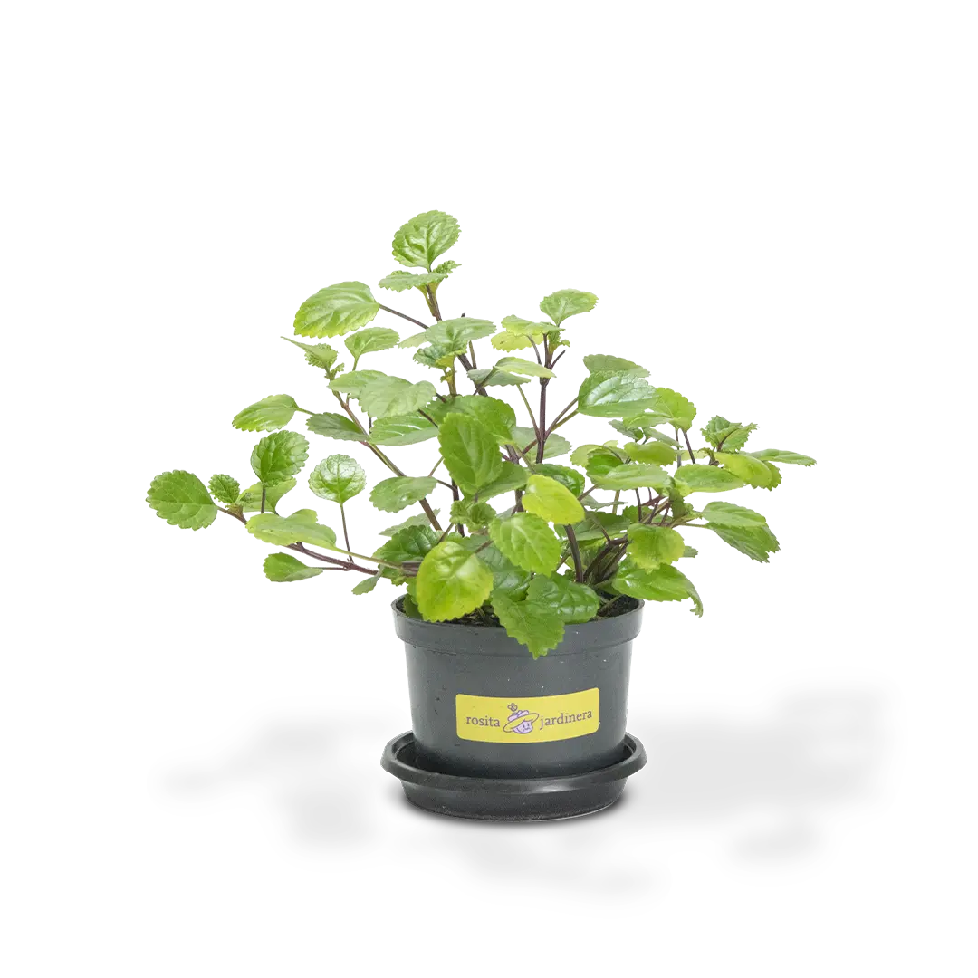 Planta del dinero