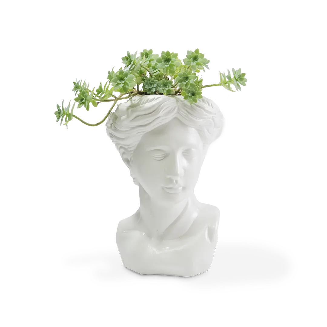 Sedum de Venus