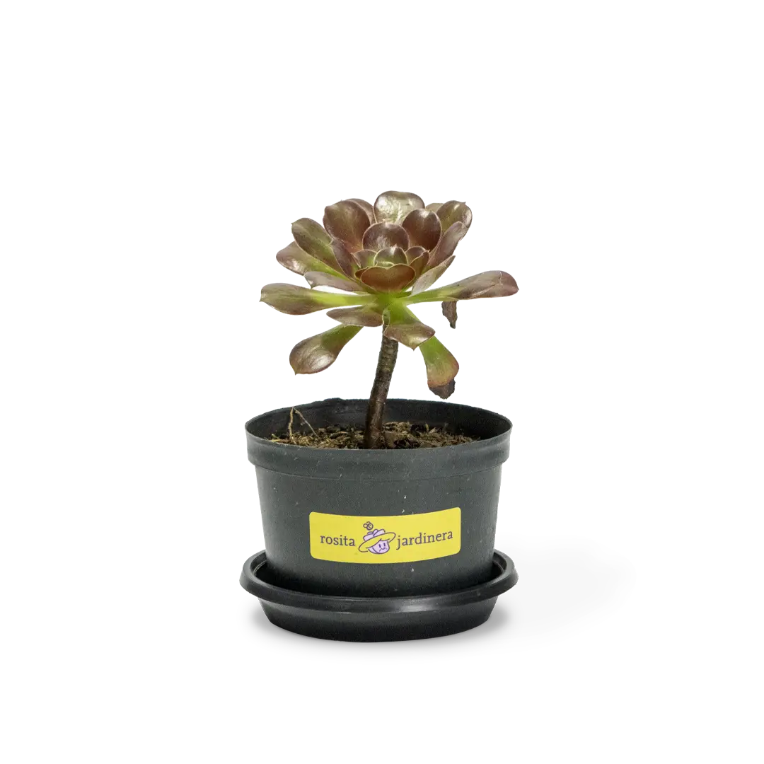 Suculenta rosa negra