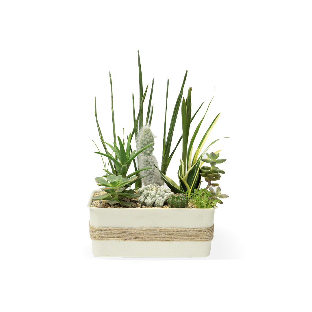 Armonia de contrastes