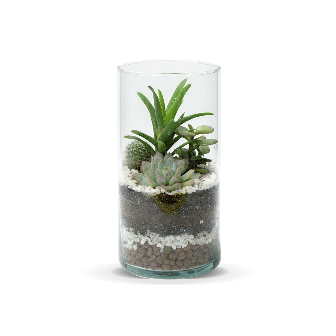 Terrario mini jardin