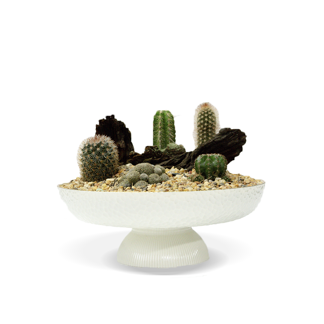 Mini paisaje desertico