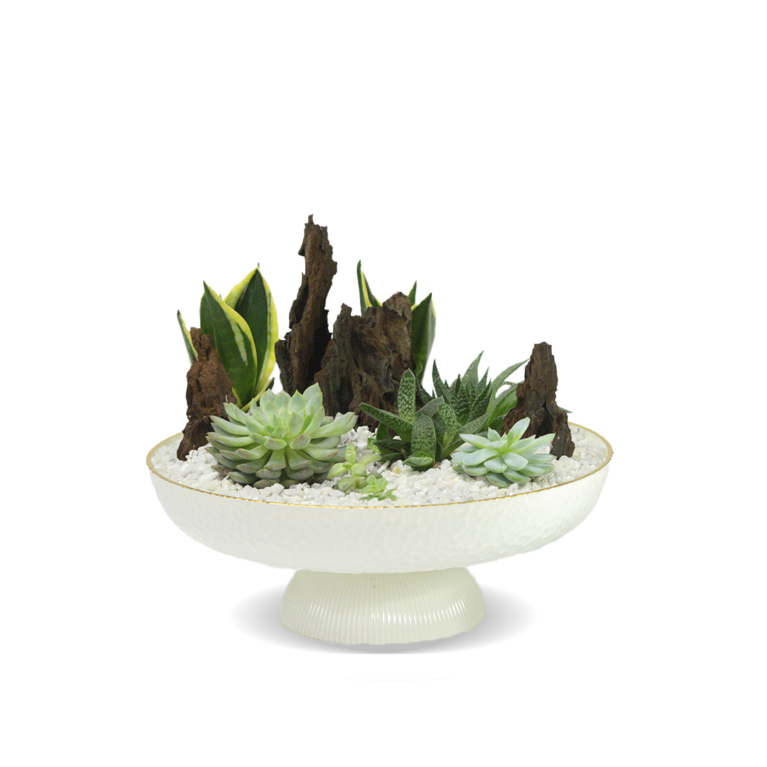 Oasis suculento dorado